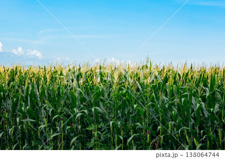 とうもろこし畑のイメージ素材 138064744