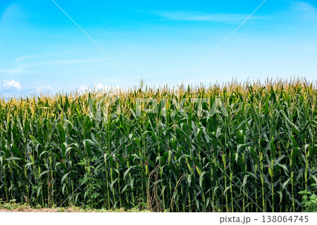 とうもろこし畑のイメージ素材 138064745
