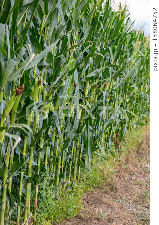 とうもろこし畑のイメージ素材 138064752