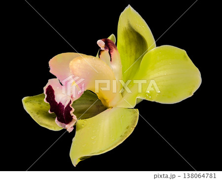 Green Cymbidium Orchid With Burgundy Lip Isolated On Black Background 138064781