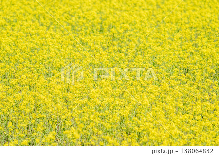 一面黄色に咲き乱れる菜の花 138064832