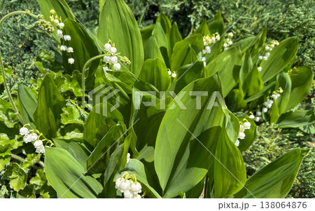 白くて繊細なスズランの花、青々とした葉が白い花を引き立てる 138064876