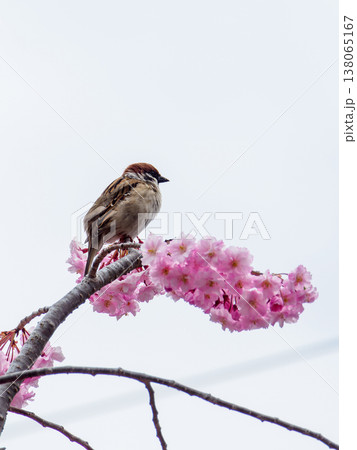 桜とスズメ 桜とスズメ 138065167