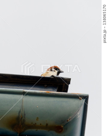 スズメがひょっこり 138065170