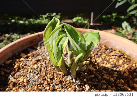 ホスタの新芽 ホスタの新芽 138065531