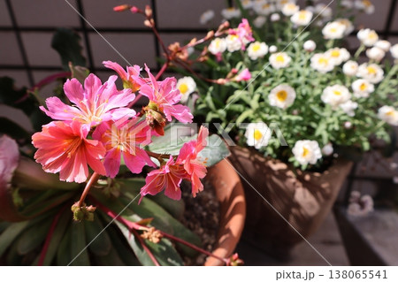 レウイシアと花かんざしの寄せ鉢 レウイシアと花かんざしの寄せ鉢 138065541