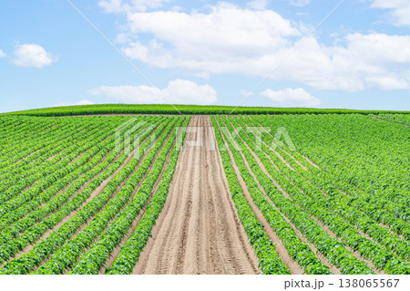 夏の北海道 広大な農地(農業イメージ) 夏の北海道 広大な農地(農業イメージ) 138065567