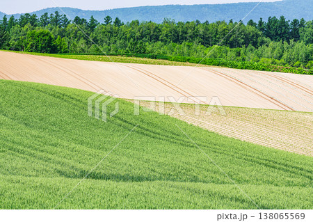 夏の北海道 緑と茶色のコントラストが美しい広大な農地(農業イメージ) 夏の北海道 緑と茶色のコントラストが美しい広大な農地(農業イメージ) 138065569