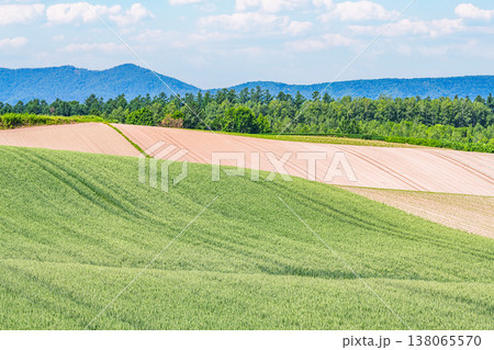 夏の北海道 緑と茶色のコントラストが美しい広大な農地(農業イメージ) 夏の北海道 緑と茶色のコントラストが美しい広大な農地(農業イメージ) 138065570