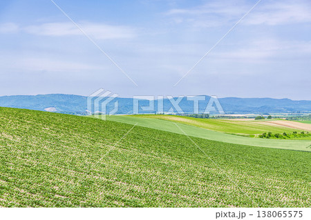 夏の北海道 広大な農地(農業イメージ) 夏の北海道 広大な農地(農業イメージ) 138065575