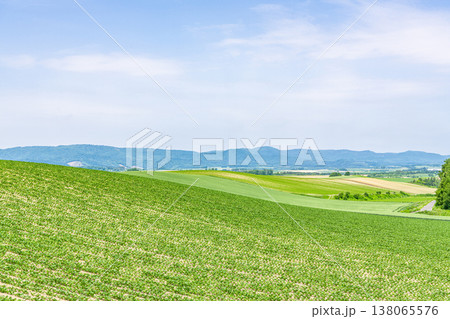 夏の北海道 広大な農地(農業イメージ) 夏の北海道 広大な農地(農業イメージ) 138065576