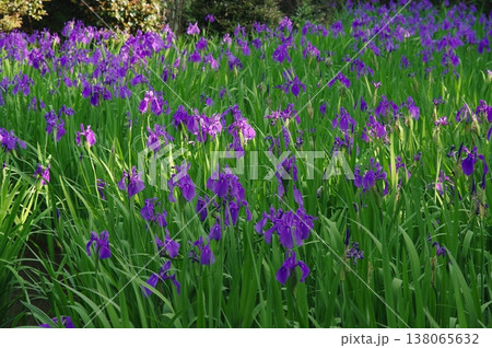 初夏の愛知県知立市無量寿寺では紫色のかきつばたがあたり一面に咲きます。 138065632