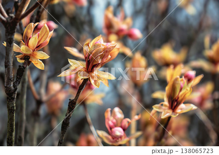 コヤスドウダン 138065723