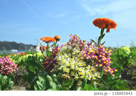 白間津の花畑 138065843