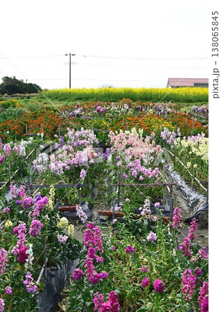 白間津の花畑 白間津の花畑 138065845