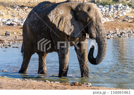 African Elephant in Etosha 138065961