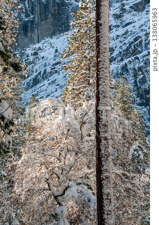 Snow-covered Trees in Yosemite Snow-covered Trees in Yosemite 138065963