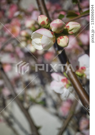 春に咲くボケの花 138066044