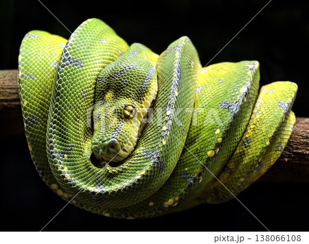 Emerald python coiled on branch wrapped in...の写真素材 [138066108] - PIXTA