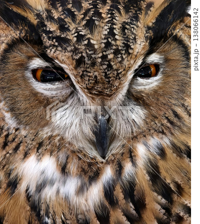 Closeup eagle owl face amber eyes and mottled plumage Closeup eagle owl face amber eyes and mottled plumage 138066142