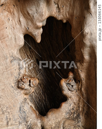 Detailed view of layered tree bark with natural decay elements 138066145