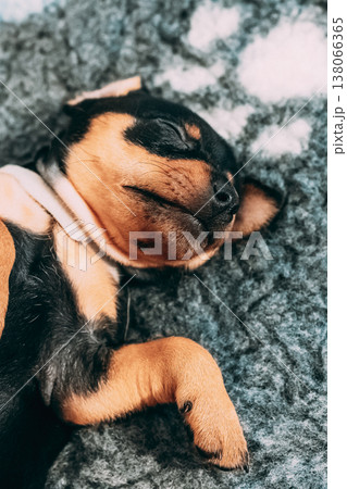 Cute sleeping puppy resting its head on tiny paws. Small Black Miniature Pinscher Zwergpinscher, Min Pin Puppy Dog Sleeping On Floor 138066365