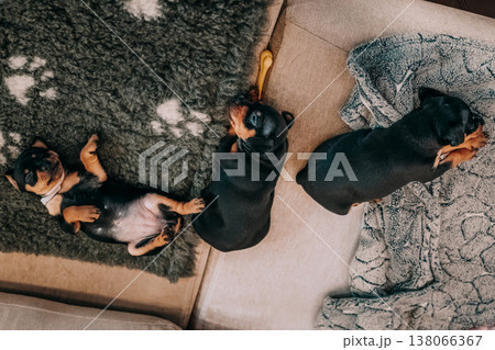 Three Small Black Miniature Pinscher Zwergpinscher, Min Pin Puppy Dogs Sleeping On Floor 138066367