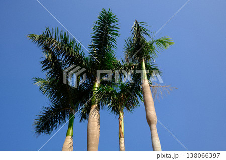 Low angle upward view of tall tropical palm trees against clear blue sky Low angle upward view of tall tropical palm trees against clear blue sky 138066397