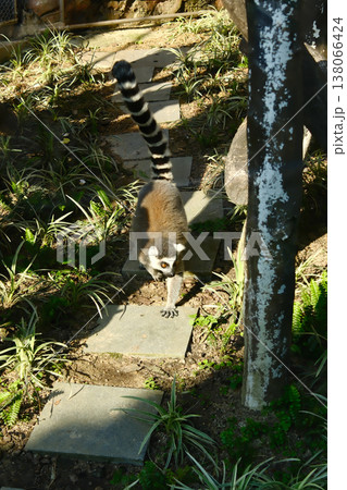 Ring tailed lemur walking on stone steps in outdoor enclosure at Macau zoo or wildlife park Ring tailed lemur walking on stone steps in outdoor enclosure at Macau zoo or wildlife park 138066424