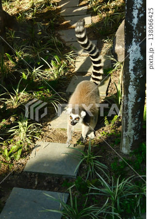 Ring tailed lemur walking on stone steps in outdoor enclosure at Macau zoo or wildlife park 138066425