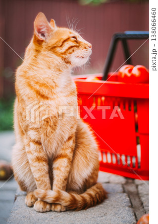 Ginger cat sitting next to a pile of fresh red tomatoes Ginger cat sitting next to a pile of fresh red tomatoes 138066460