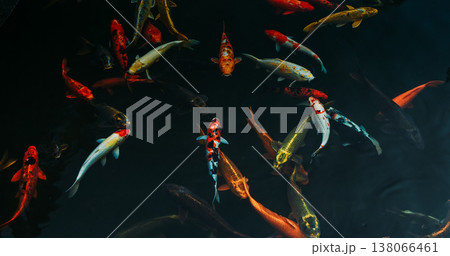 Koi fish, underwater, colorful fish, aquatic life 138066461
