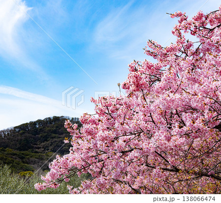 穏やかな春の青空と河津桜のある風景 穏やかな春の青空と河津桜のある風景 138066474