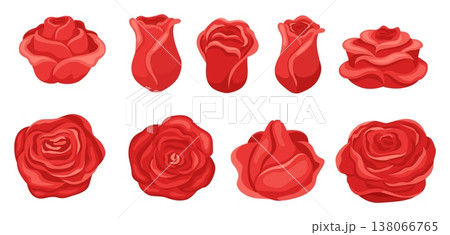 Red buds and petals of blooming roses. Plant flowers for romantic card designs. Garden blossoms. Natural rosebud. Botanical bouquet. Wedding decor. Vector floral isolated elements set 138066765
