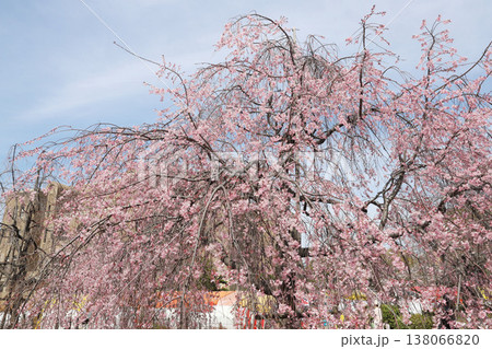 愛知県　名古屋市　昭和区　鶴舞公園 138066820