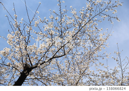 愛知県　名古屋市　昭和区　鶴舞公園 138066824