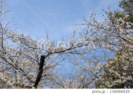 愛知県 名古屋市 昭和区 鶴舞公園 愛知県 名古屋市 昭和区 鶴舞公園 138066830