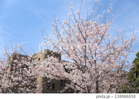 愛知県　名古屋市　昭和区　鶴舞公園 138066838