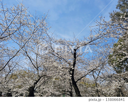 愛知県 名古屋市 昭和区 鶴舞公園 愛知県 名古屋市 昭和区 鶴舞公園 138066841