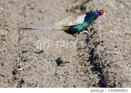 キジ pheasant / Japan キジ pheasant / Japan 138066903