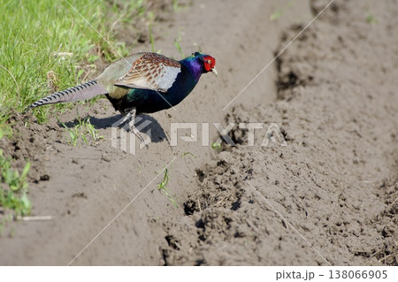 キジ pheasant / Japan 138066905