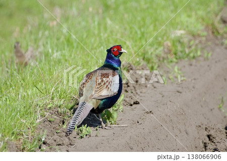 キジ pheasant / Japan キジ pheasant / Japan 138066906