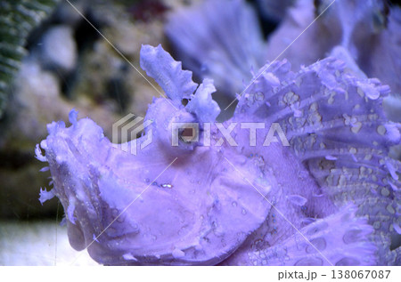 ホウセキカサゴ ホウセキカサゴ 138067087