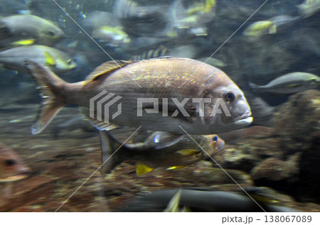 鯛 138067089