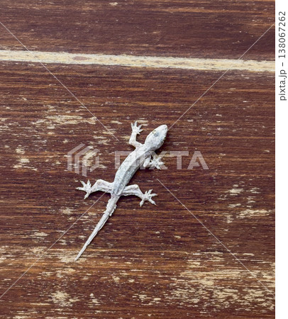 White gecko lizard on wooden background Vietnam tropical wildlife reptile macro close up animal 138067262