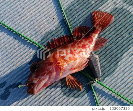 アラカブ（カサゴ） 138067339