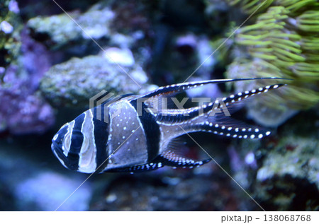 アマノガワテンジクダイ 138068768