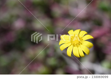 ルビーネックレスの花 ルビーネックレスの花 138069099