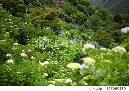 紫陽花に囲まれて 138069110