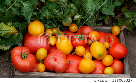 Ripe red and yellow tomatoes in a box in a garden bed.  138069327